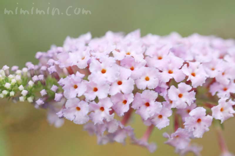 ブッドレアの花の写真 花言葉の画像