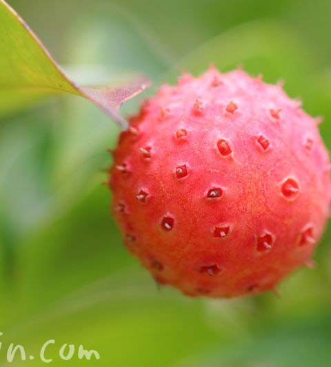 ヤマボウシの実の写真・効能・花言葉