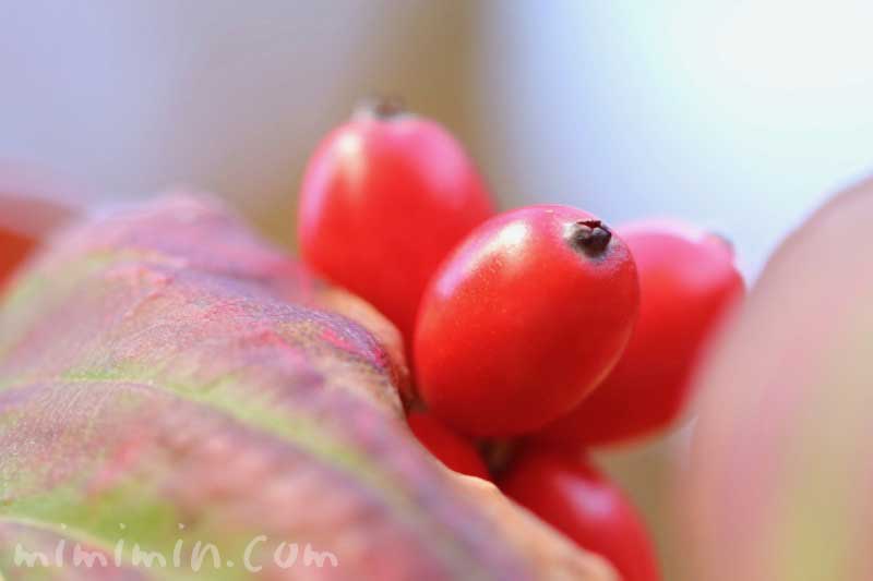 ハナミズキの赤い実の写真と花言葉