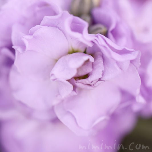 紫のストックの花