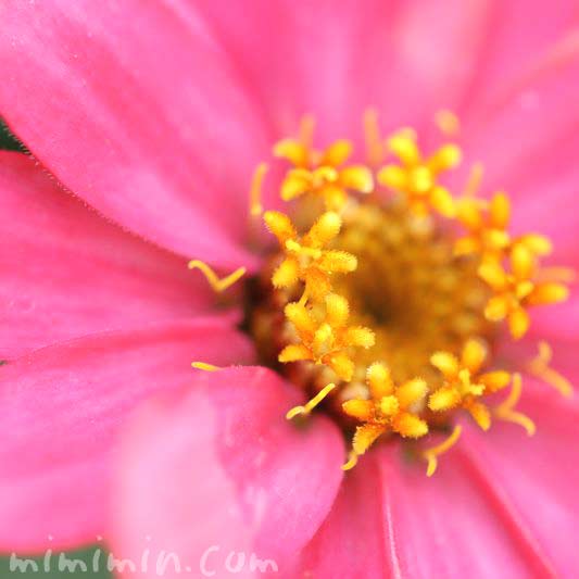 百日草の花・ピンクの写真