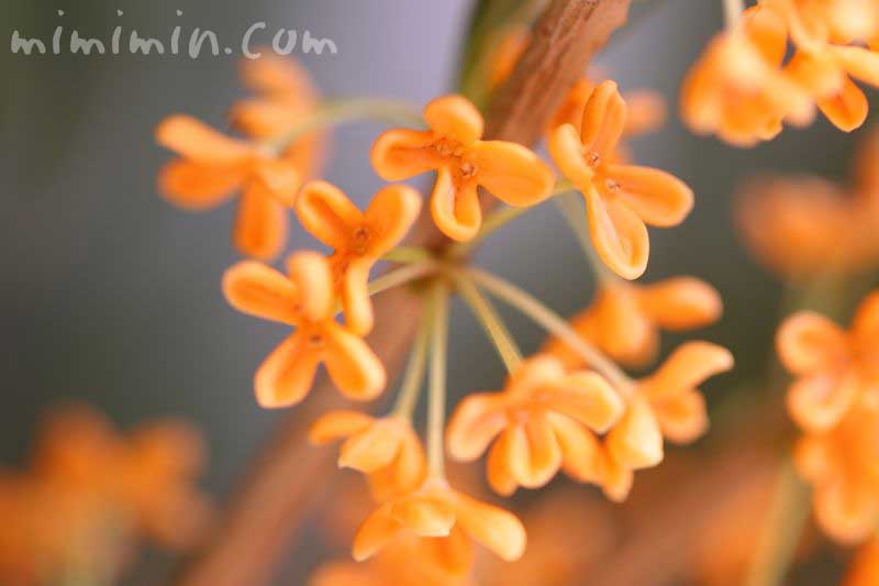 キンモクセイの花 二度咲きの画像