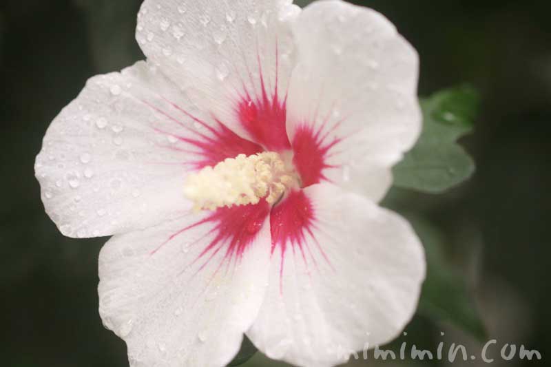 木槿の花（白）の花の写真・花言葉の画像