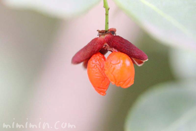 ニシキギ 錦木 の花の写真 花言葉 名前の由来 みみみんブログ
