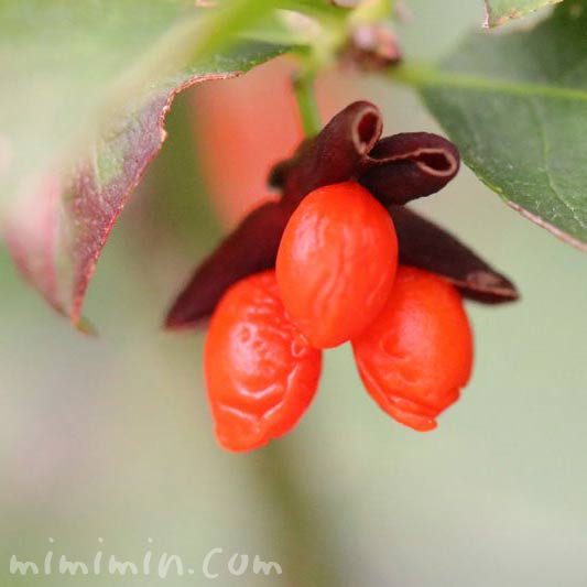 ニシキギ 錦木 の花の写真 花言葉 名前の由来 みみみんブログ