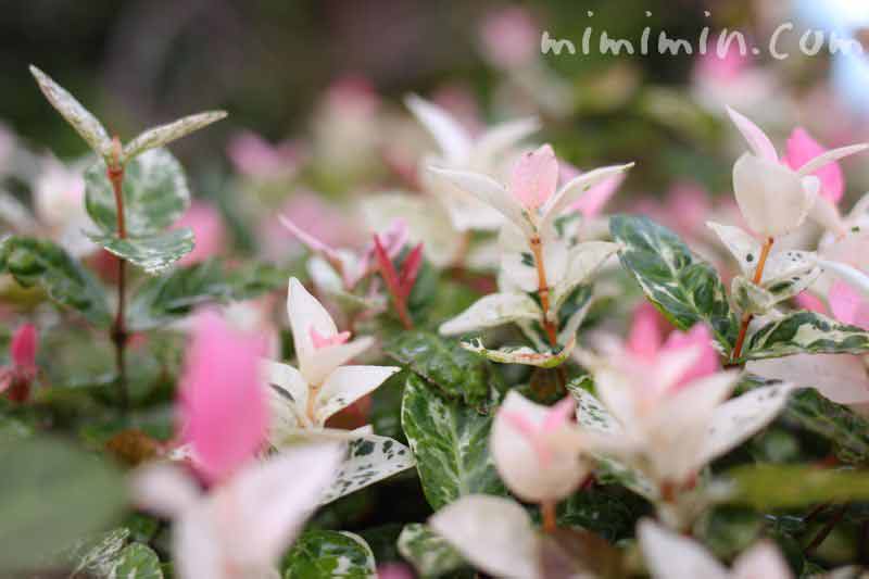 ハツユキカズラ 初雪カズラ の花の写真 花言葉 名前の由来 みみみんブログ