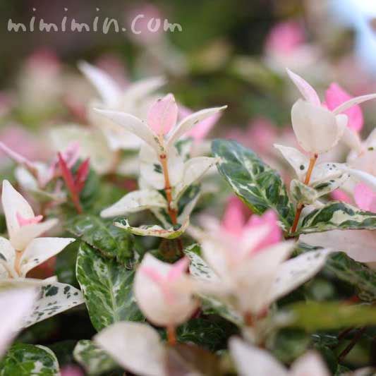 ハツユキカズラ 初雪カズラ の花の写真 花言葉 名前の由来 みみみんブログ
