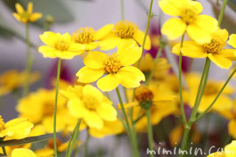 ウインターコスモス ビデンス の花の写真 花言葉 名前の由来 みみみんブログ