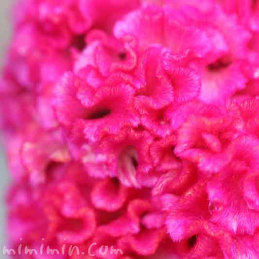 トサカケイトウの花の写真