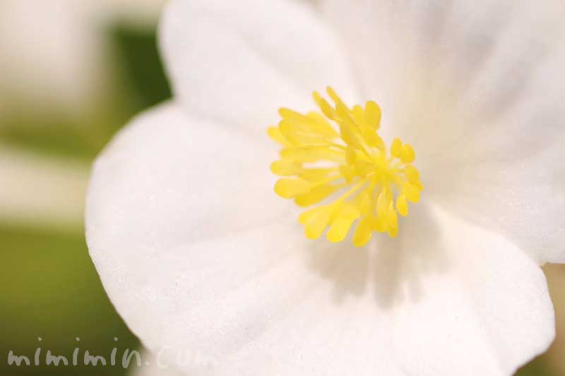 ベゴニア（白）の花の写真＆花言葉の画像