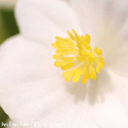 ベゴニア（白）の花の写真と花言葉