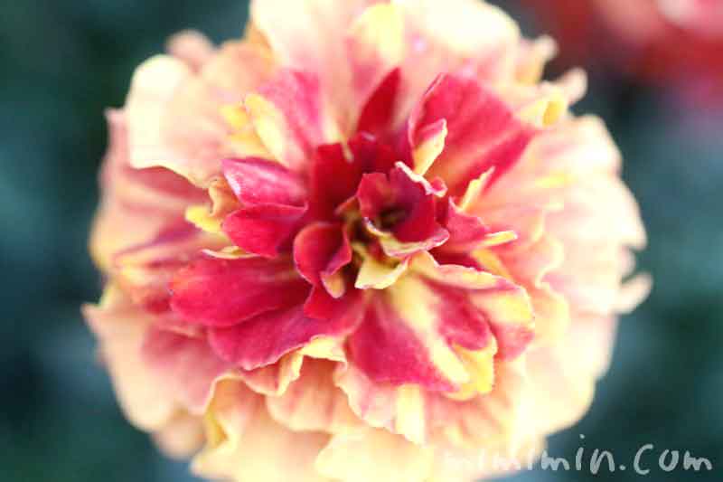 マリーゴールドの花の画像・クリーム色×赤の斑