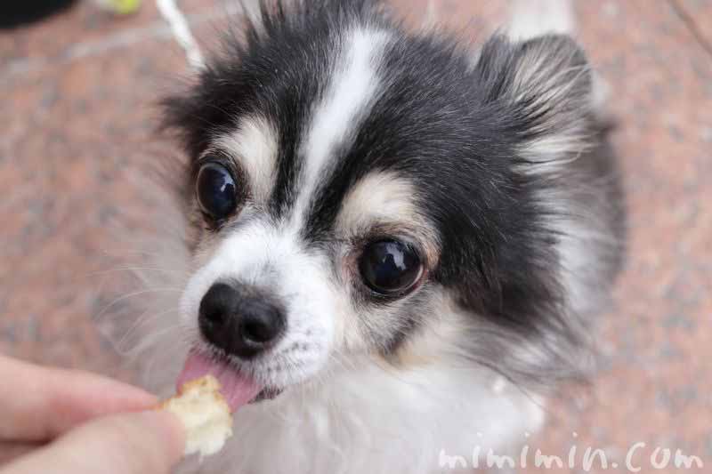 恵比寿ガーデンプレイスのジョエルロブションのサンドイッチと犬の画像