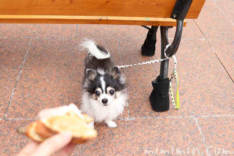 恵比寿ガーデンプレイスで犬と朝食の画像
