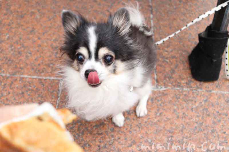 恵比寿ガーデンプレイスのジョエルロブションのパンで犬と朝食の画像