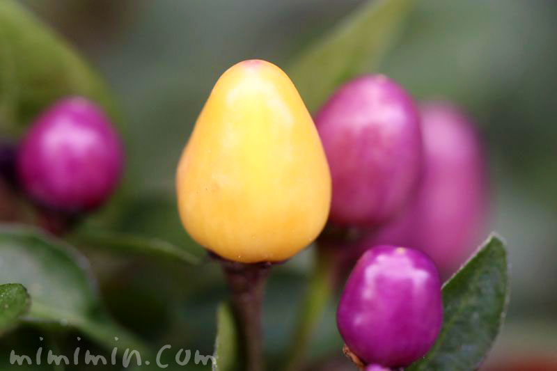 トウガラシ・紫と黄色の写真
