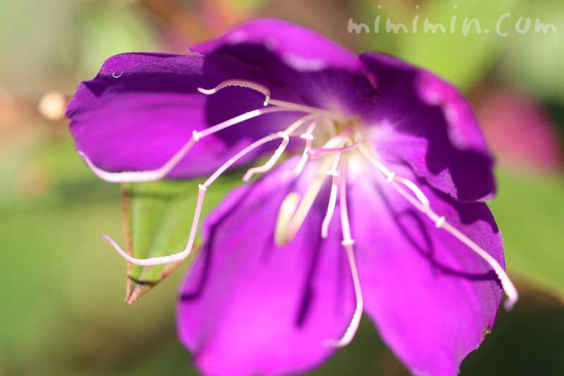 シコンノボタンの花（紫）の写真