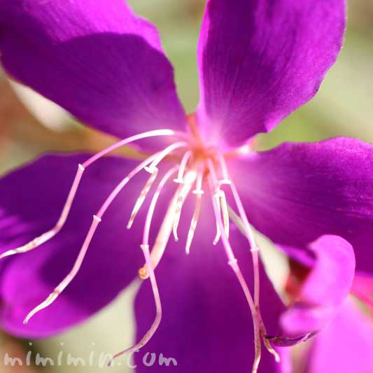 シコンノボタンの花（紫色）
