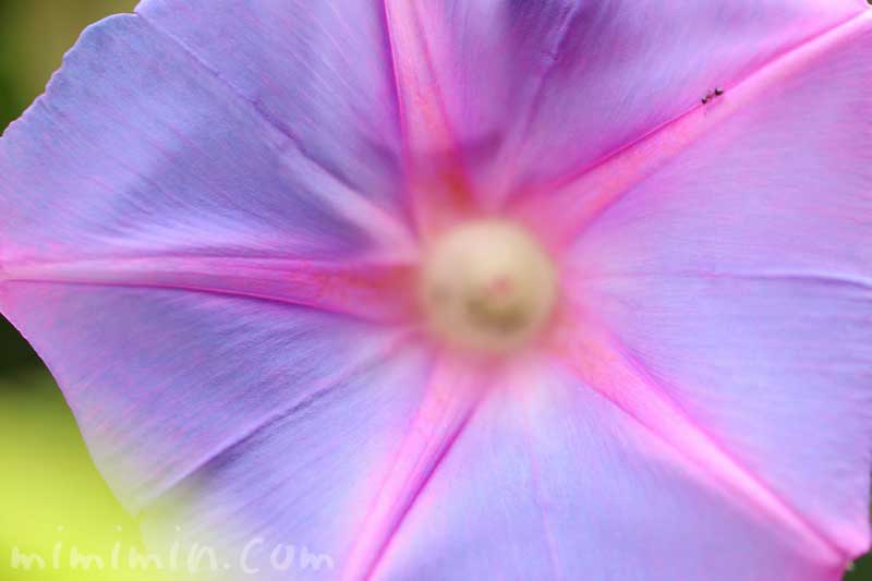 朝顔（オーシャンブルー）の花