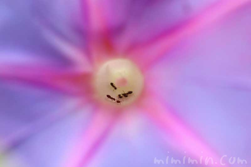 琉球朝顔の花の写真