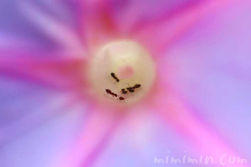 朝顔（琉球朝顔）の花の写真