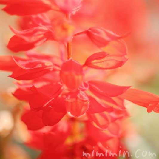 サルビア・スプレンデンス(赤色)の花の写真＆花言葉の画像