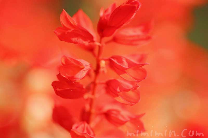 赤いサルビアの花の写真＆花言葉の画像