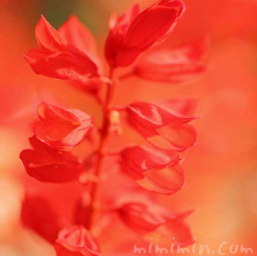 サルビア・スプレンデンス(赤)の花の写真と花言葉