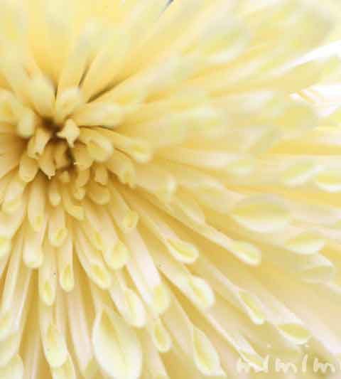 菊（キク）の花言葉・効能