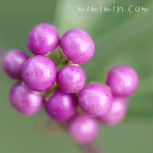 小紫の花言葉の画像