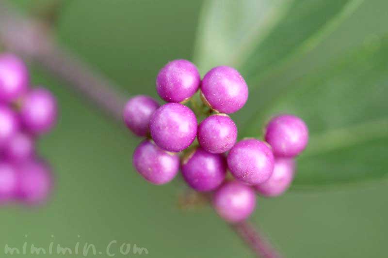 コムラサキム 小紫 の実の写真 花言葉 ムラサキシキブ みみみんブログ