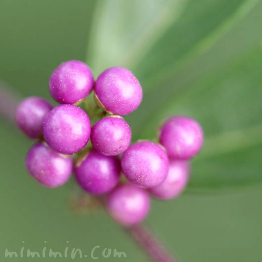 小紫（紫式部）の花言葉の写真