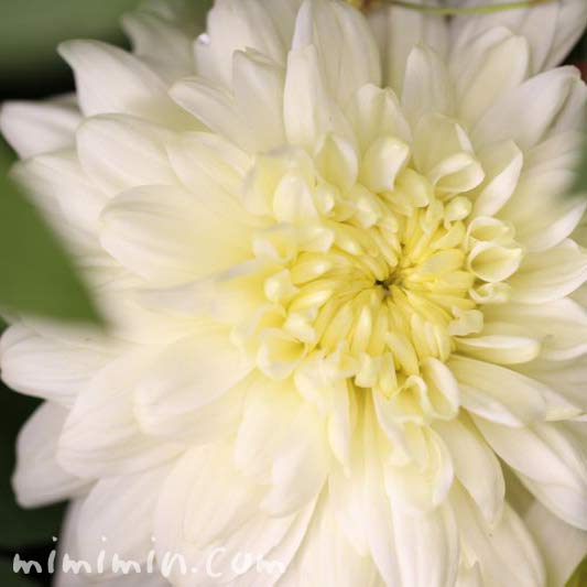 白い菊の花の写真