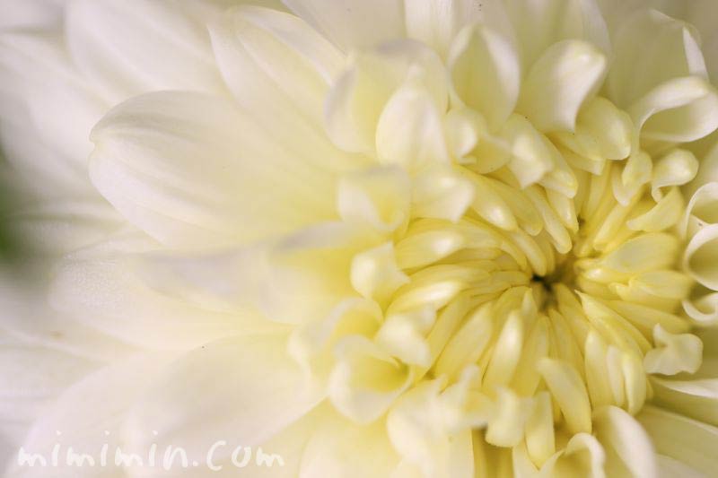 菊の花・白の画像