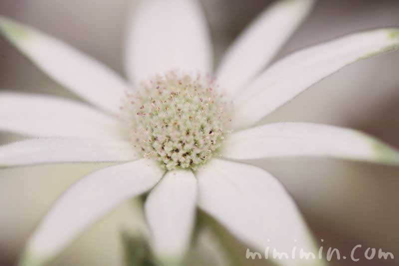 フランネルフラワーの花言葉の画像