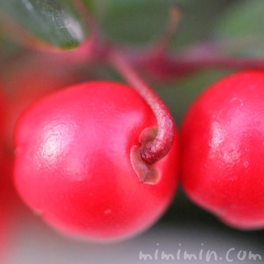 赤い実（チェッカーベリー）の写真