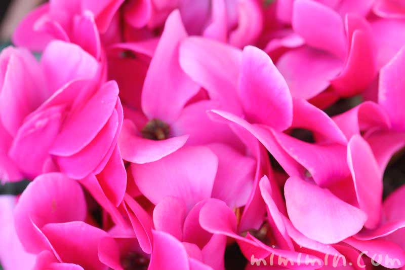 ピンクのシクラメンの写真 花言葉の画像