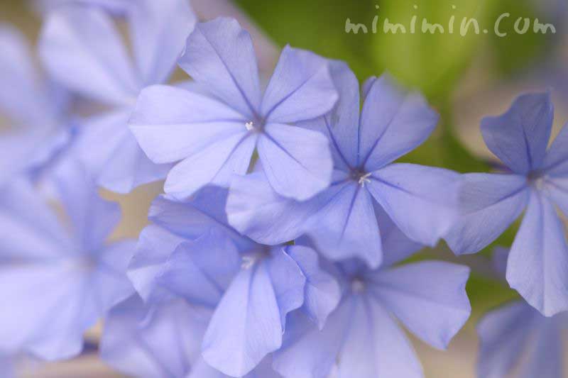 瑠璃茉莉の花言葉の画像