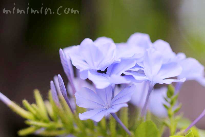 ルリマツリの花言葉の写真