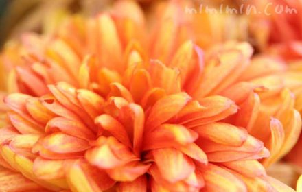 菊の花（橙）の画像