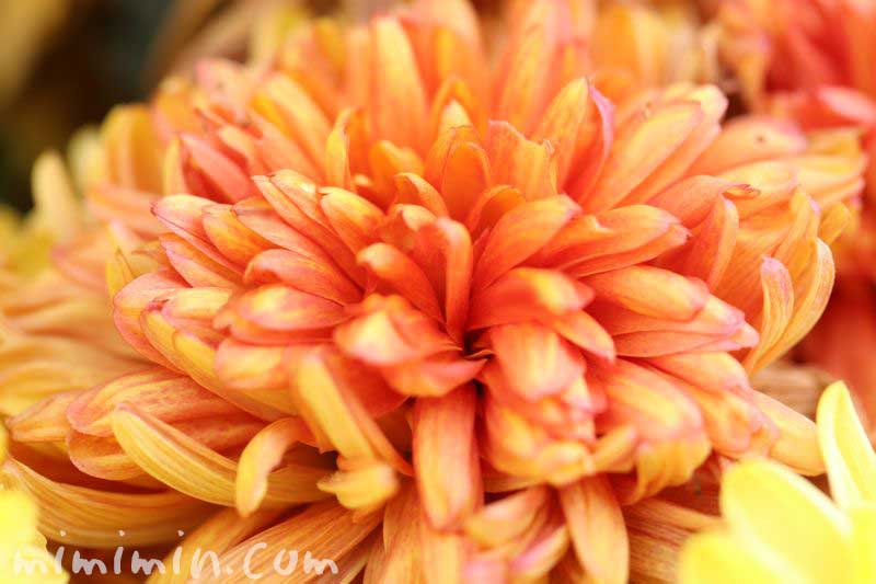 キクの花（橙）の写真