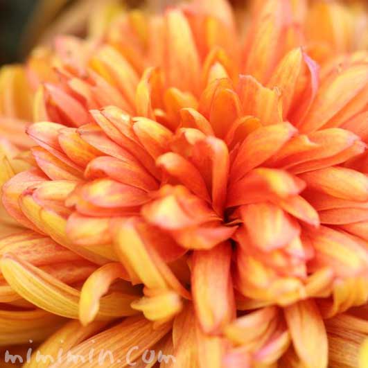 菊の花（橙色）の写真