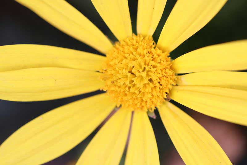 ユリオプスデージーの花言葉と名前の由来の画像