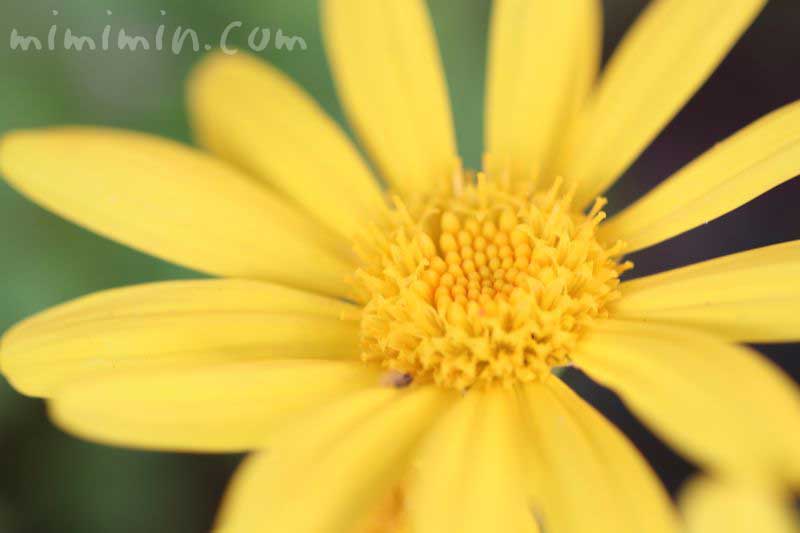 ユリオプスデージーの花言葉と名前の由来