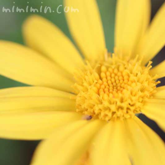 ユリオプスデージーの花言葉・誕生花の画像