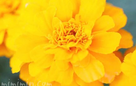 マリーゴールド（オレンジ色）の花の写真と花言葉の画像