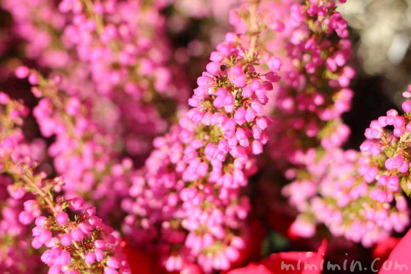 ピンク色のエリカの写真 花言葉の画像