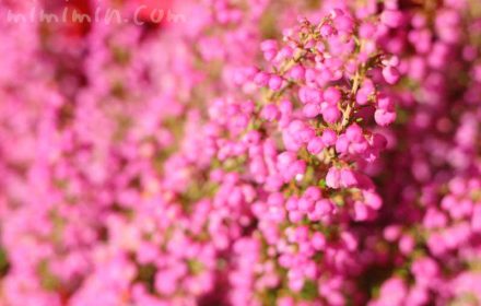 ピンク色のエリカの花の写真 花言葉