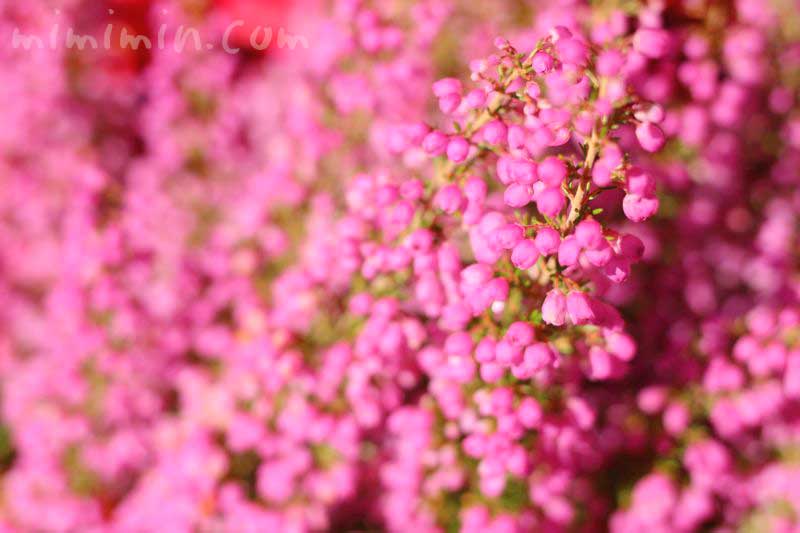 ピンク色のエリカの花の写真 花言葉
