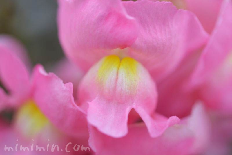 キンギョソウ 金魚草 の花の写真 花言葉 名前の由来 みみみんブログ